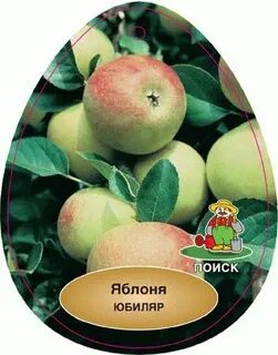 Яблоня юбилей москвы