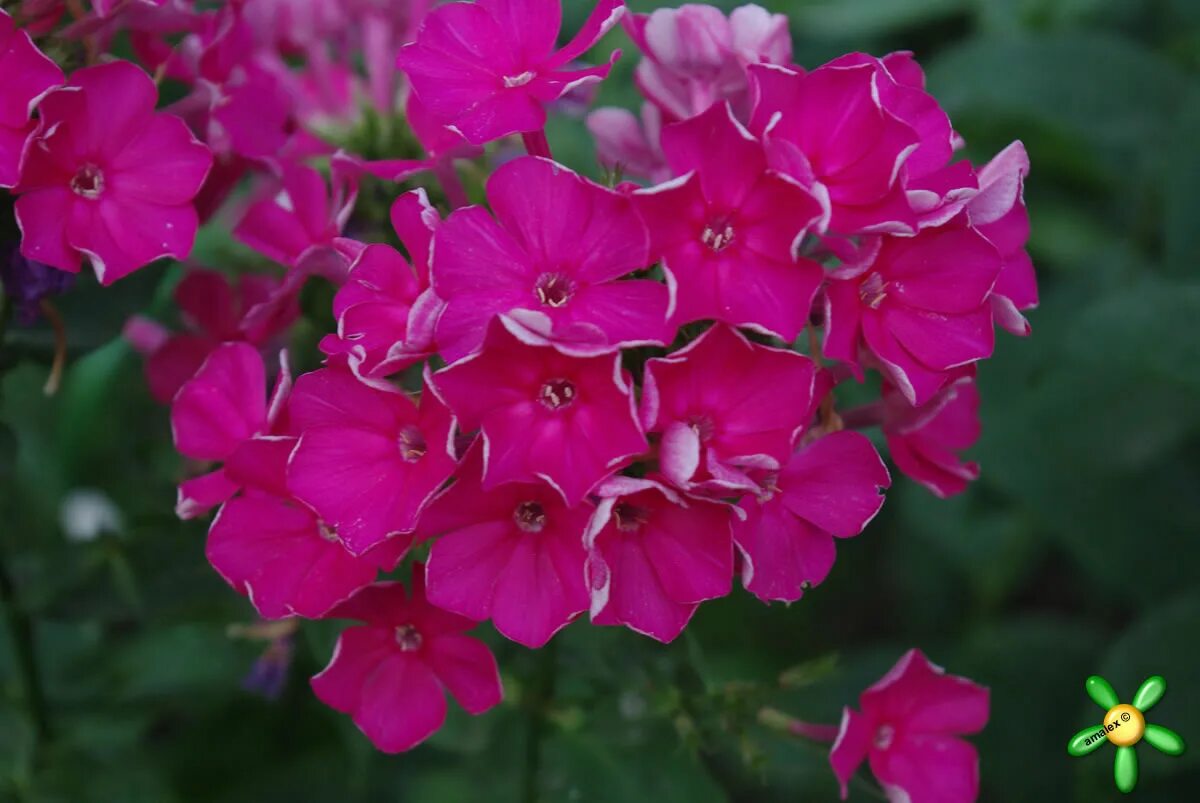 флокс метельчатый 'tenor'. флокс метельчатый тенор. флокс метельчатый тенор 1 шт. флокс тенор фото. флокс метельчатый (phlox paniculata tenor.