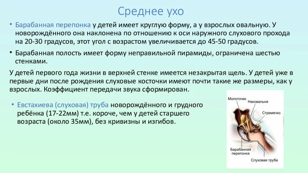 Среднее ухо имеет значение