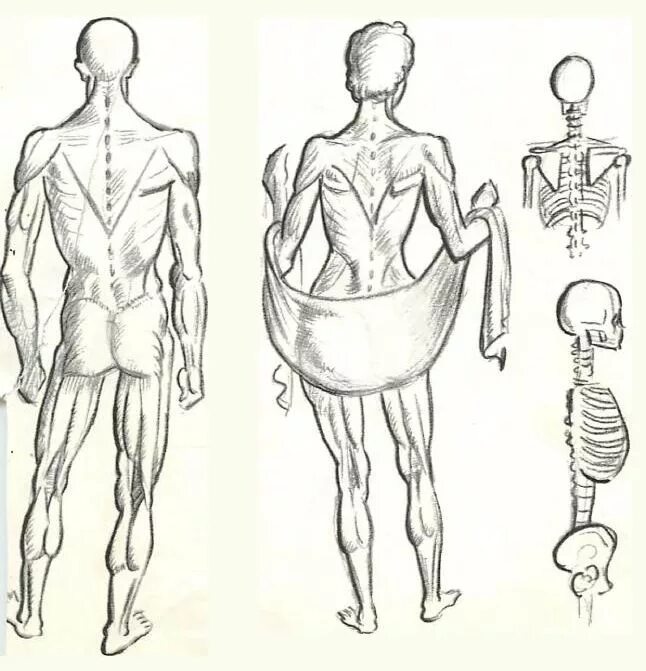 Фигура человека анатомия. Анатомия человека для рисования. Анатомические фигуры для рисования. Туловище для рисования. Анатомия тела для рисования.