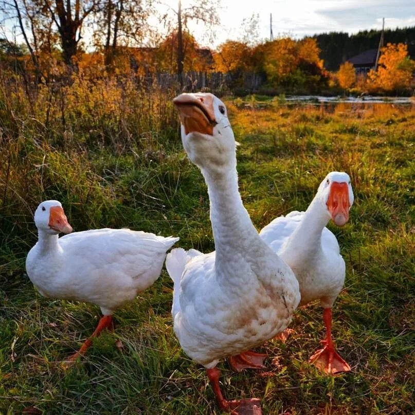 Гуси гуси гагага. Гуси Гага. Gusi гуси гагага. Красивый Гусь. Жили гуси видео