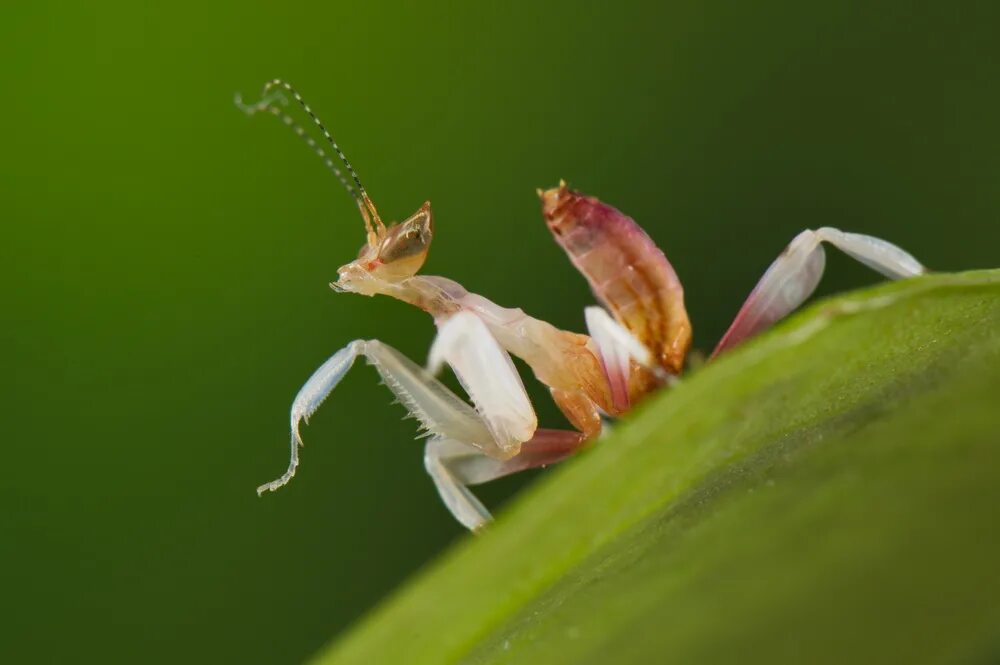 Жена богомола. Комнатное растение богомол. Orchid Mantis. Орхидейный богомол фото Граунд. Древесный богомол насекомые и их знакомые.