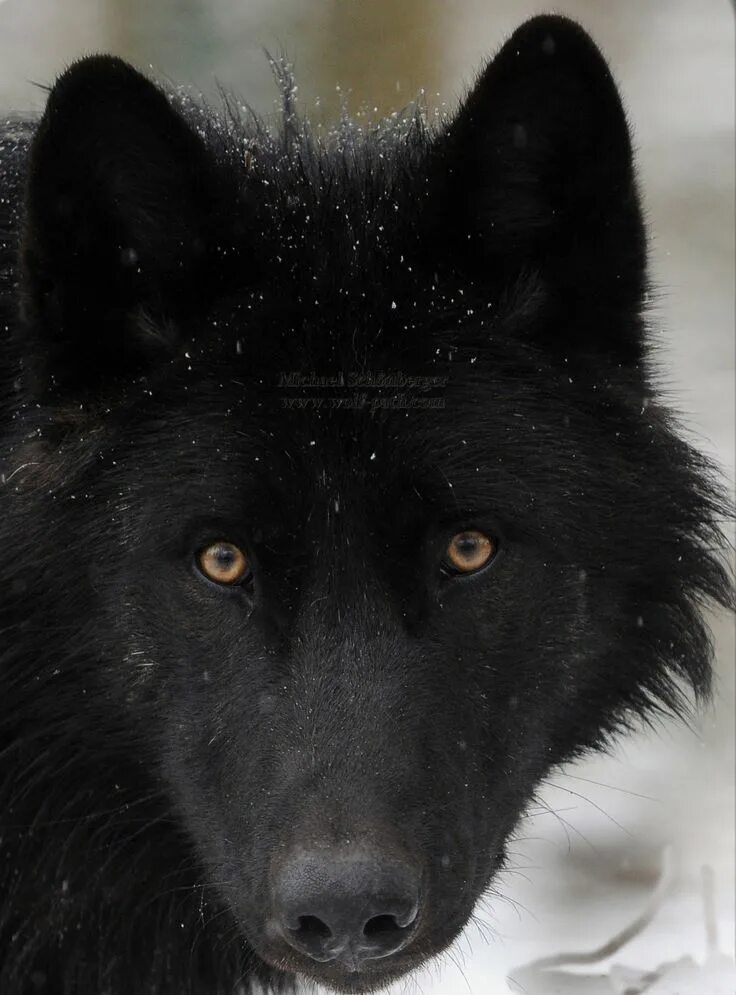 Pin on wolves