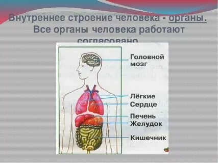 Видеоурок по теме человек 3 класс