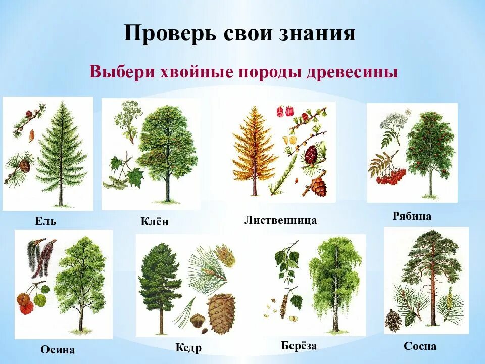 Деревья береза клен рябина. Хвойные деревья Кен лиственица осина. Ольха береза осина ель сосна. Хвойные деревья сосна кедр лиственница. Ольха сосна липа клен вяз.