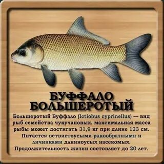 Реальная рыбалка карасевый пруд