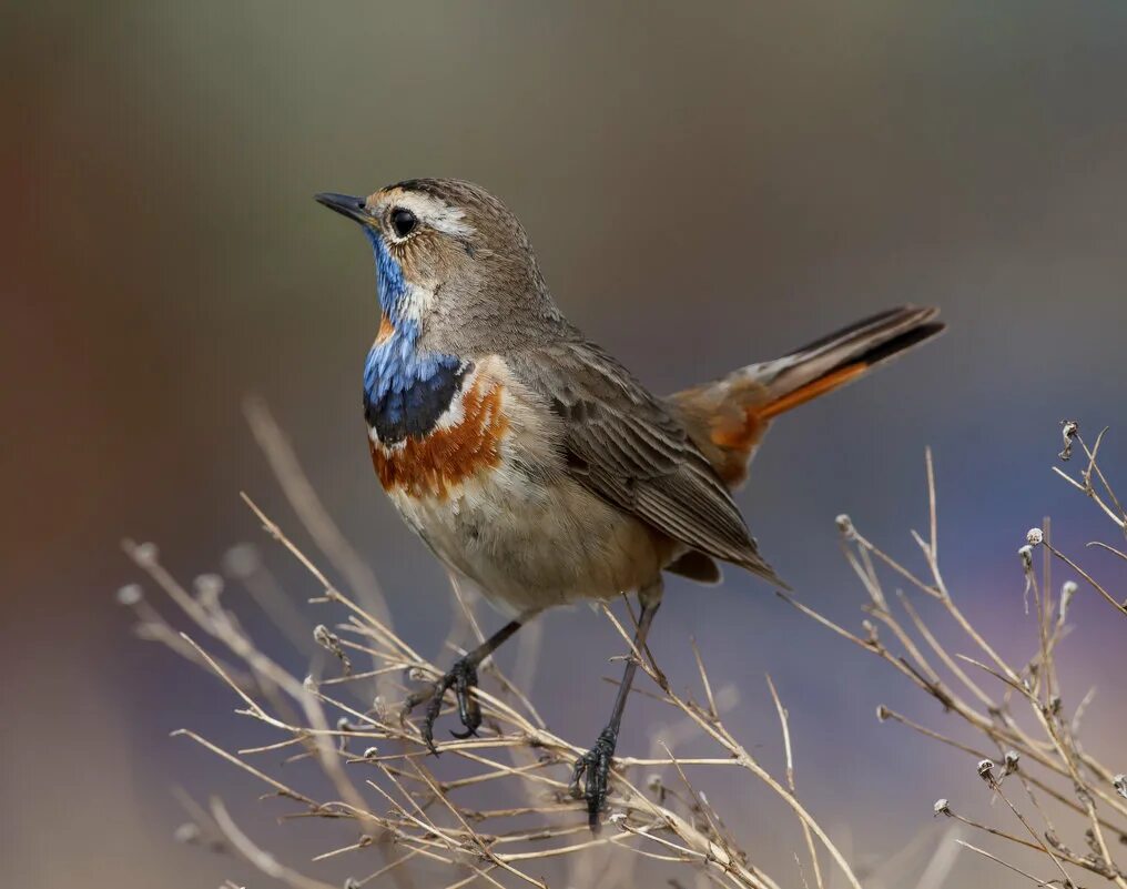 варакушка эстетика. обыкновенный ремез. каменка обыкновенная птица. скворец варакушка. птицы юга.