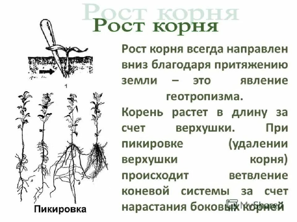 Почему не растешь в высоту. Рост корня растений. Корень растет верхушкой. Рост корня в длину. Пикировка корня.