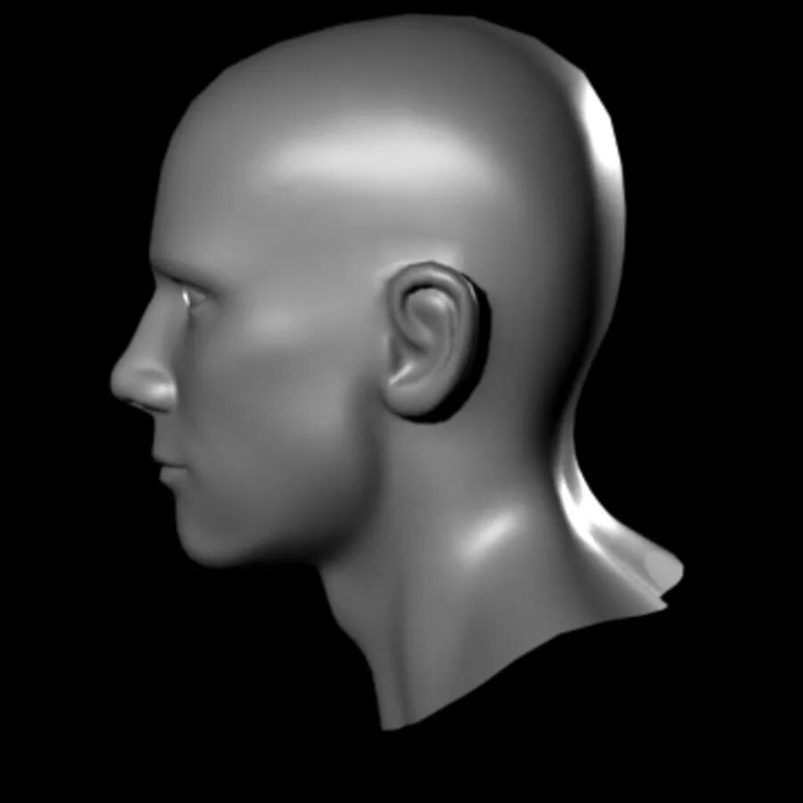 Модель головы. Макет головы человека. Муляж головы. Модель головы человека 3d.