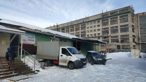 Муравей архангельск