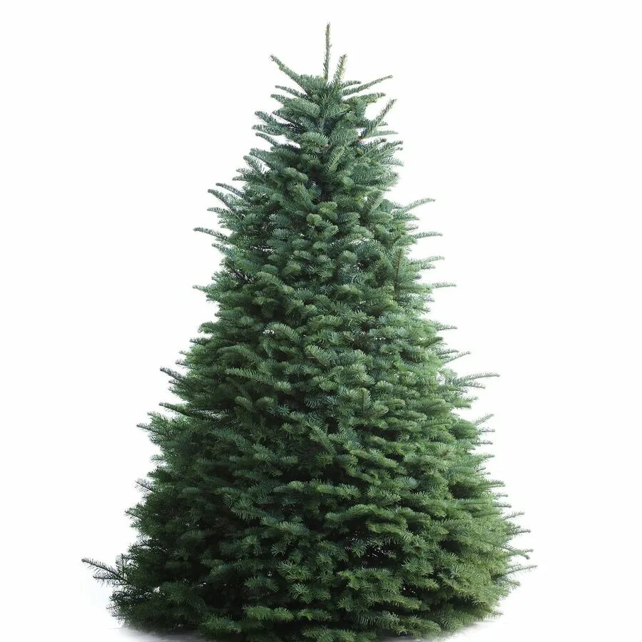 Ель картинка. Пихта Нордмана на белом фоне. Пихта Гласьер. Елка Annapolis fir Tree. Пита Нормана на белом фоне.