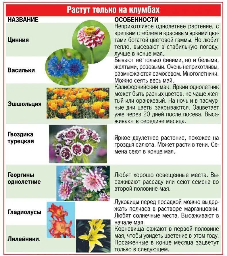 Зацвела какое время. Однолетние растения для цветника. Однолетние цветы для клумбы. Однолетние и многолетние цветы. Семена для клумбы однолетники.