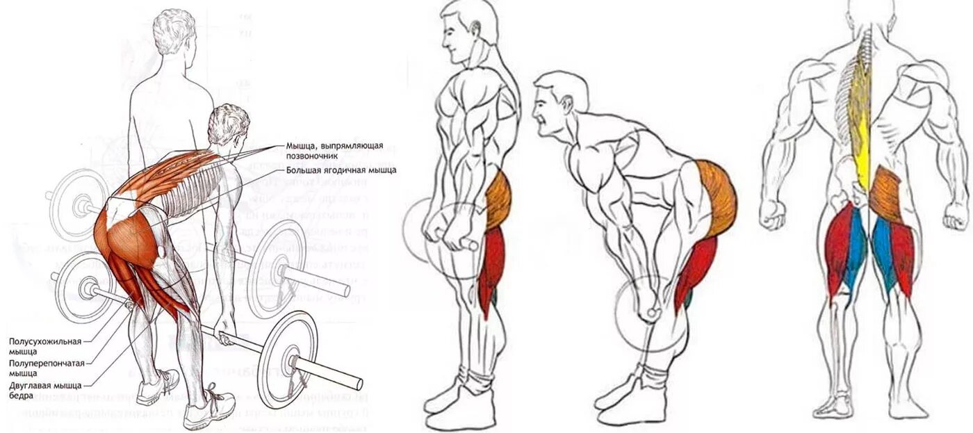Тяга мышц. Мышцы задействованные при становой тяге. Какие мышцы работают в становой тяге. Румынская тяга целевые мышцы. Становая тяга со штангой мышцы.