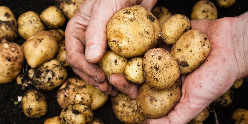 Каллы луковицы. Как выглядит клубень. Картофель клубненосный. Георгин корневые клубки. Клубни картофеля в земле.