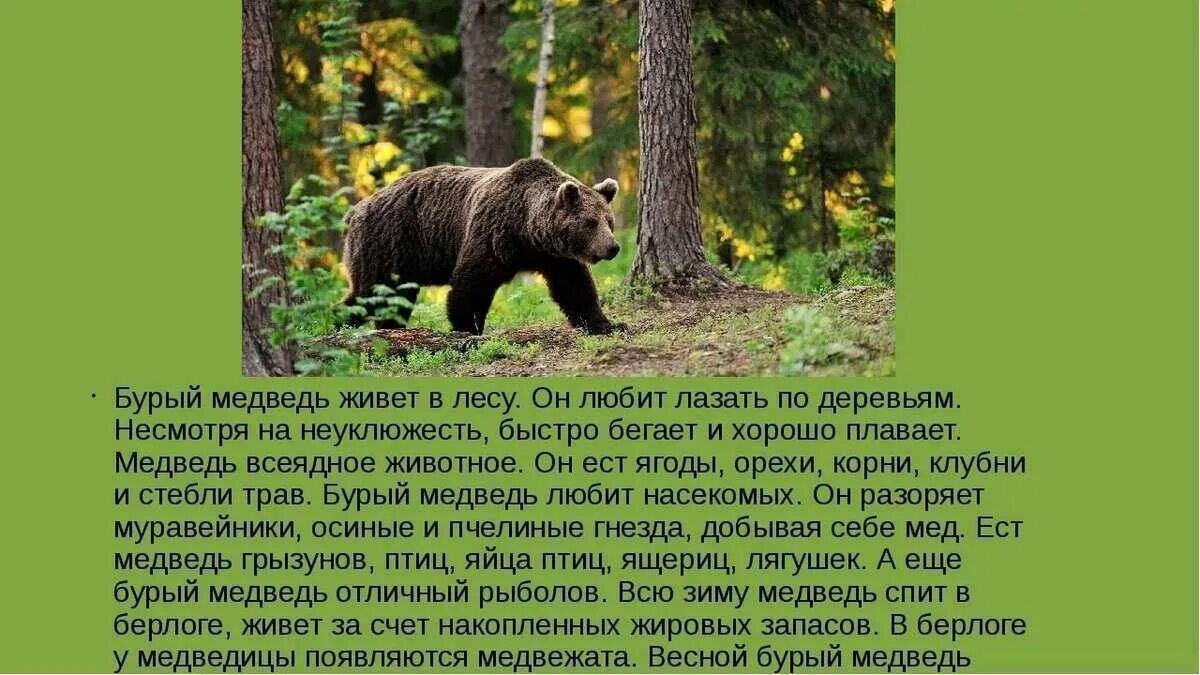 Животное леса сообщение 4 класс. Рассказ про бурого медведя. Описание медведя. Бурый медведь описание. Текст про бурого медведя.