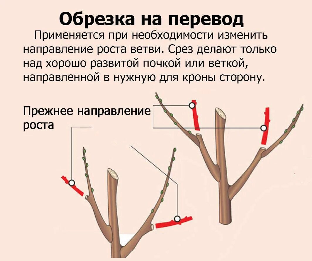 Миндаль дерево обрезка. Схема обрезки персика весной для начинающих. Как обрезать миндальное дерево. Схема обрезки плодовых деревьев весной. Сроки обрезки плодовых деревьев весной в подмосковье