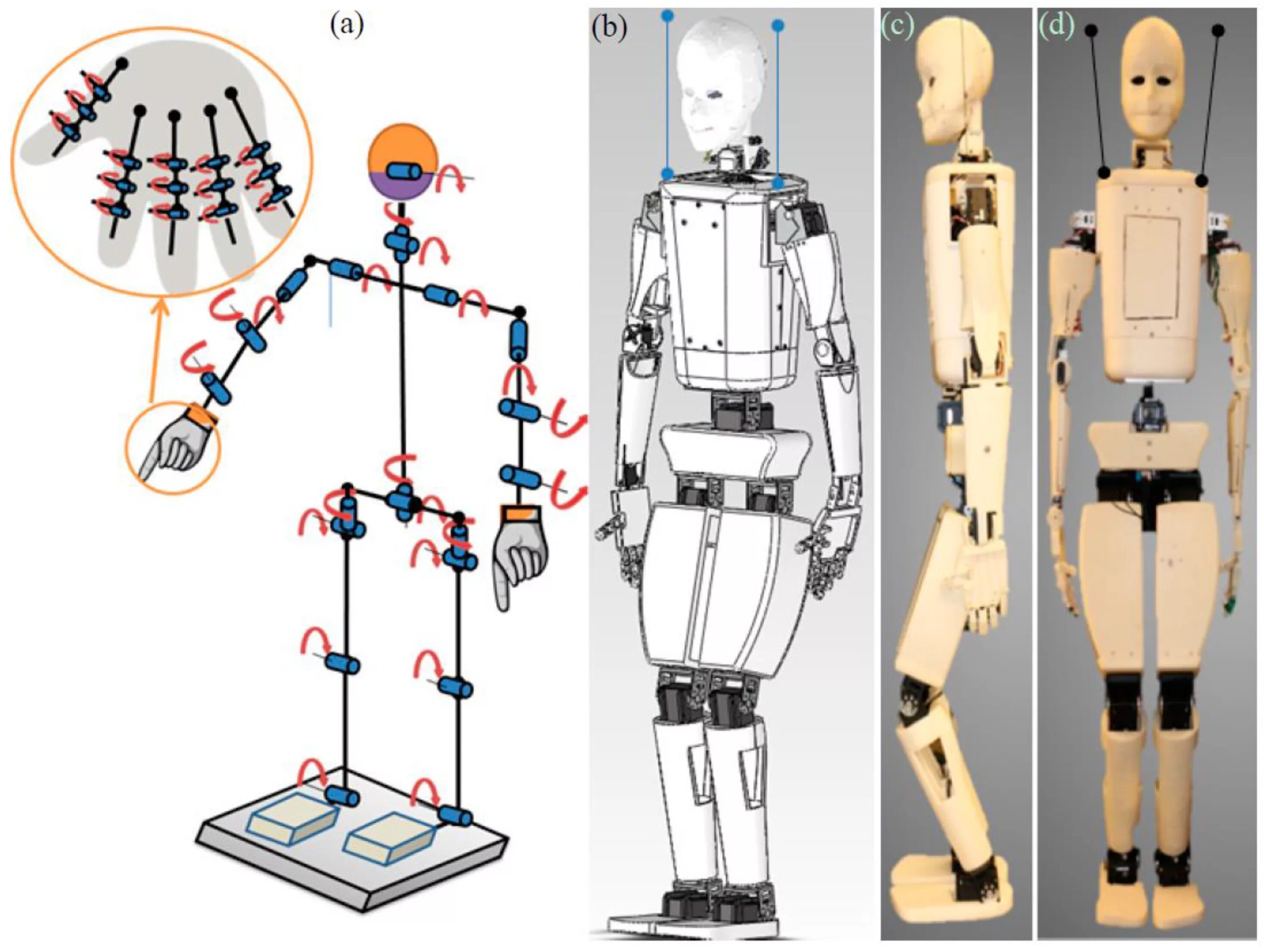 Робобот Поппи гуманоид. Каркас робота. Схема робота. Шарнирные роботы.