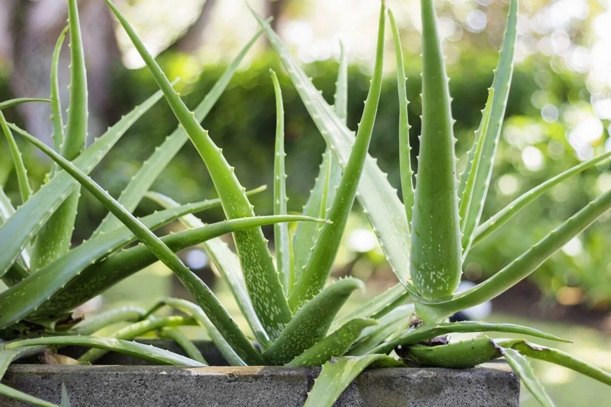 Aloe via. Алоэ arborescens.