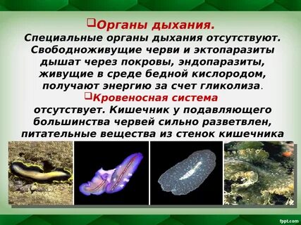 Презентации плоские черви 7 класс