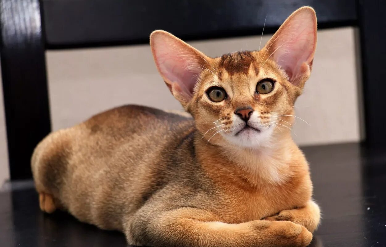 Абиссинская кошка окрас рудди. Кот породы абиссинец. Аббесин кошка. Абиссинская кошка. Абиссинская кошка.