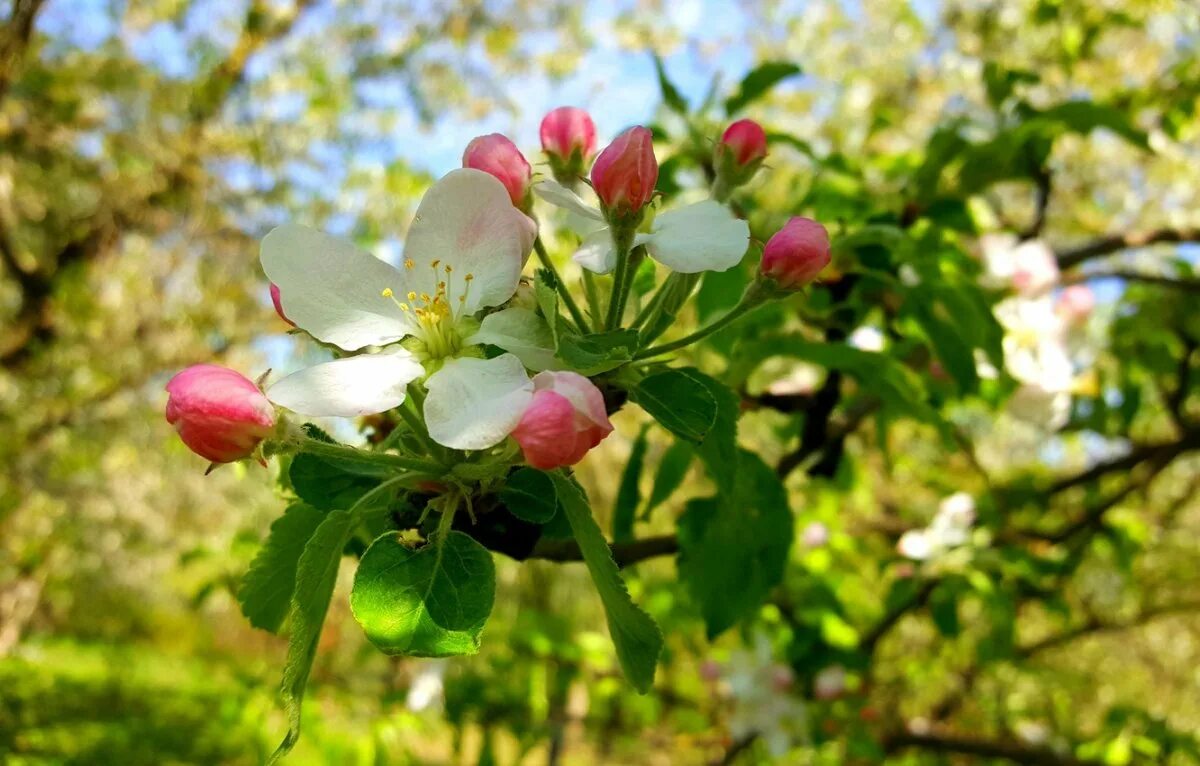 Яблони в цвету весны. Яблоня Сибирская цветение. Яблоня Хидден Роуз. Яблоня обыкновенная цветение.