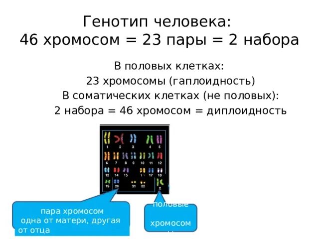 23 хромосомы у человека в клетках. В соматических клетках человека содержится 23 пары хромосом. 46 Хромосом соматических клетках и 23 пары. В соматических клетках человека 46 хромосом а в половых. 46 Хромосом в соматических клетках.