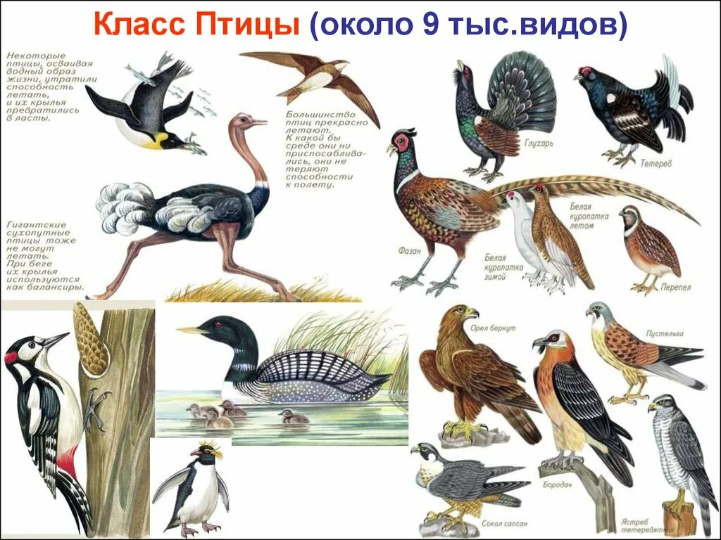 Птицы 5 класс 8. Класс птицы. Класс птицы отряды. Разных отрядах птиц. Представители птиц.