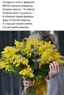 Мимоза афоризмы