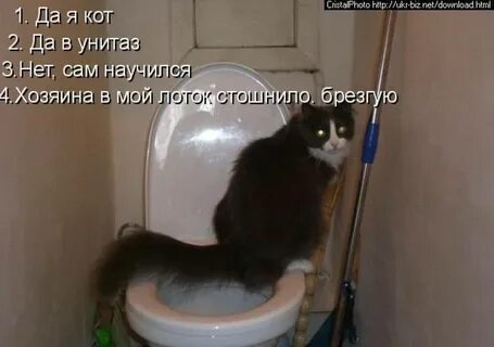 Кот перестал писать