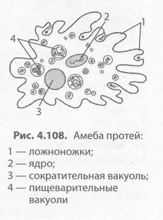 Процесс выделения амебы