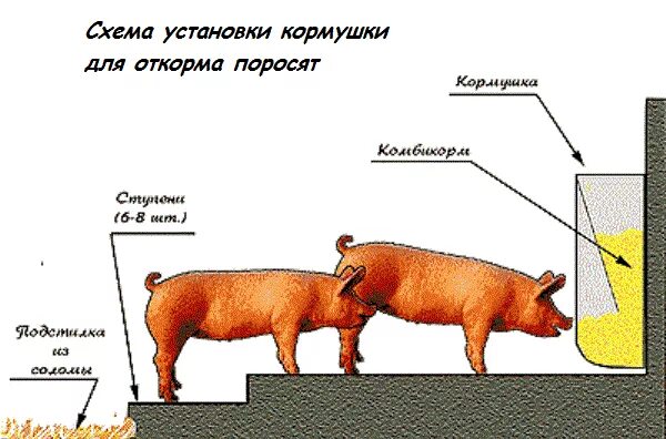 Для чего нужны свиньи. Схема свинарник на 5 свиноматок. Схема сарая для свиней. Загон для свиней чертежи. Сарай для вьетнамских поросят чертежи.