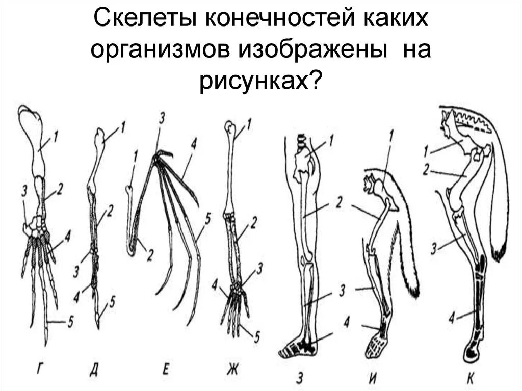 Скелет передней конечности наземных позвоночных. Конечности млекопитающих. Задние конечности животных. Строение конечностей животных.