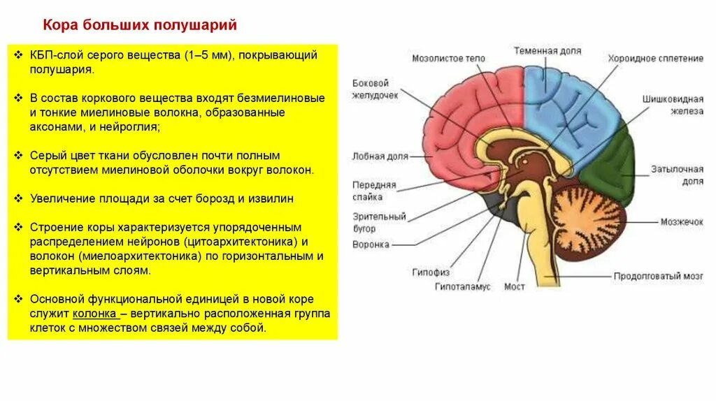 Передние отделы коры выполняют функции. Строение коры БП. Доли КБП головного мозга.