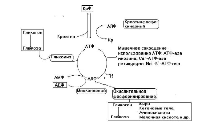 Механизм ресинтеза АТФ биохимия. Схема ресинтеза АТФ. Аэробный путь ресинтеза АТФ схема. Схема аэробного механизма ресинтеза АТФ. Реакция синтеза атф происходит