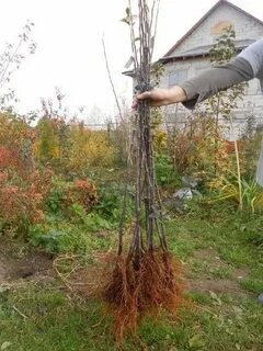 Корневая яблони