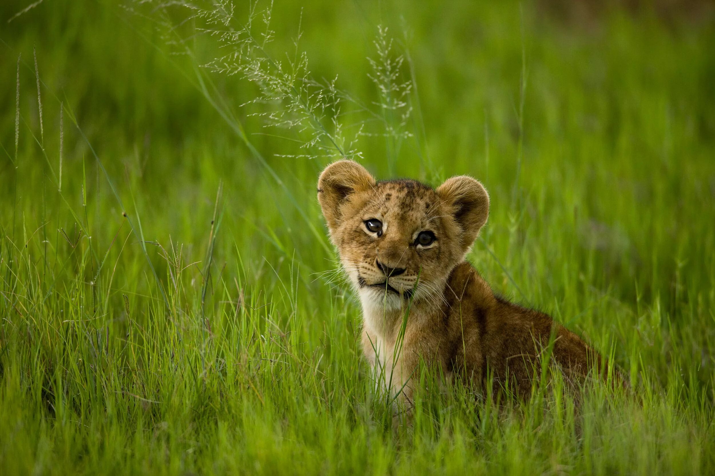 Маленький Львенок. Милые львята. Маленький Лев. Львенок в траве.