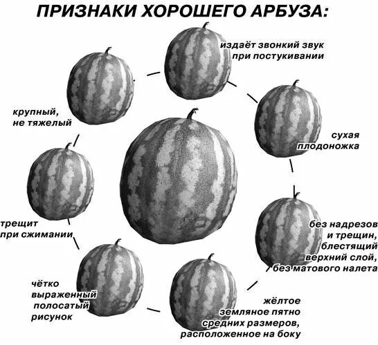 При выборе арбуза какой должен быть звук. При выборе арбуза какой должен быть звук