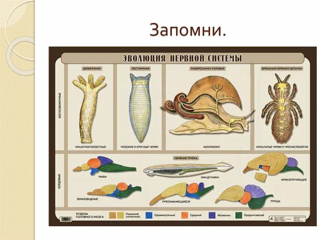 Эволюция нервной системы беспозвоночных животных. Типы нервной системы у животных схема. Нервная система беспозвоночных животных таблица. Типы нервной системы у животных таблица. У каких беспозвоночных животных нервная система образована