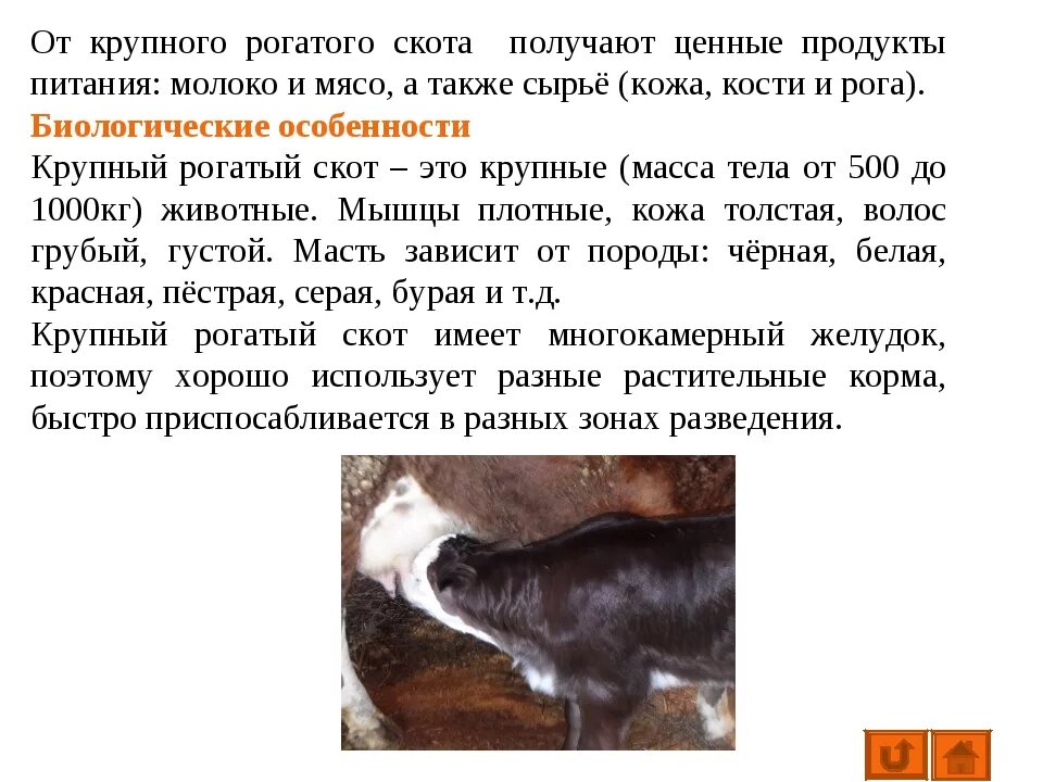 Можно ли считать крупный рогатый скот промежуточным. Биологические особенности коров. Особенности крупного рогатого скота. Разведение крупного рогатого скота. Биологические особенности КРС.