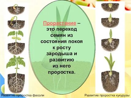 Получение семян растений