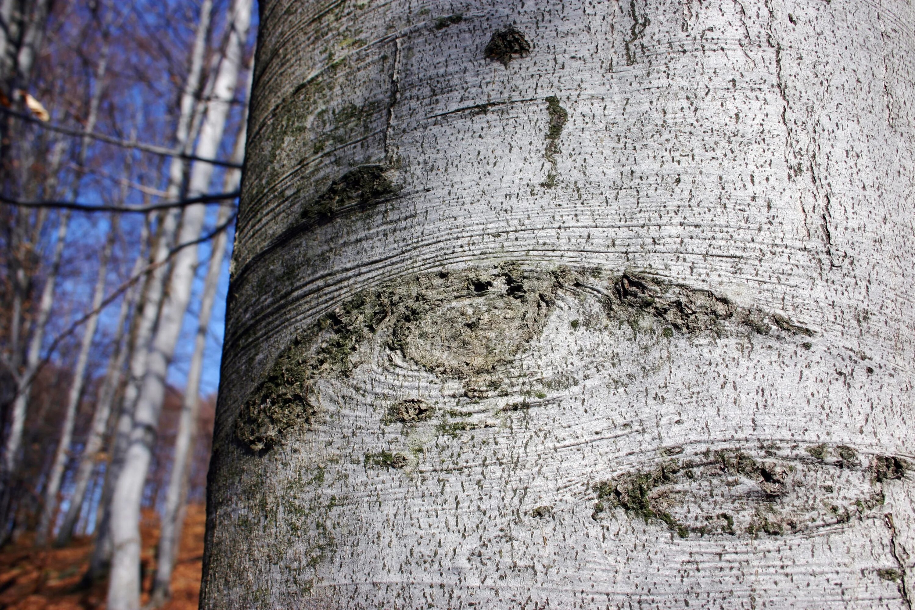 Береза дерево. Осина вертикальное фото. Осины глаза. Осина ствол. Береза с глазами.
