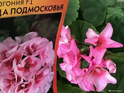 Звезда водолея пеларгония