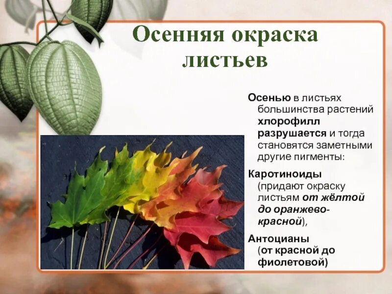 Пигменты цвета в растениях. Хлорофилл каротиноиды и антоцианы. Пигменты листа каротиноиды. Пигменты фотосинтеза хлорофилл каротиноиды. Хлорофилл в растениях.