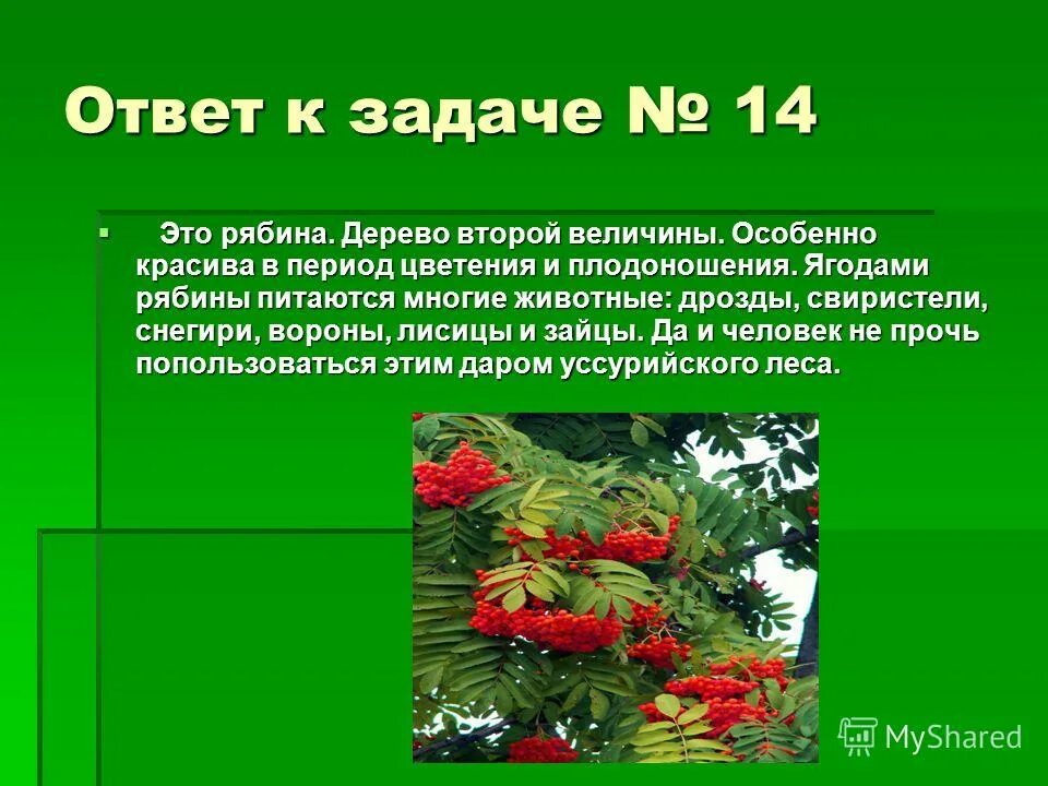 деревья 2 величины