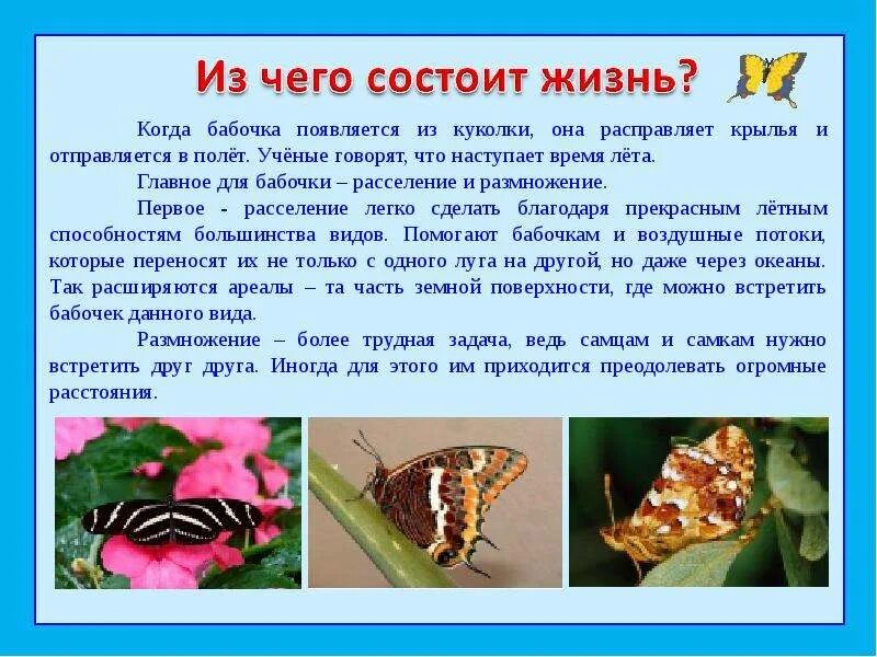 Сообщение о бабочке. Доклад про бабочку. Сообщение на тему насекомые бабочка. Сообщение о бабочке 1 класс.