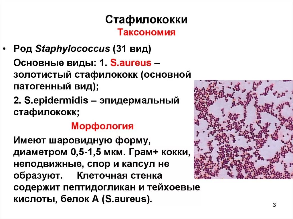 Стрептококки представители. Стафилококки таксономия микробиология. Эпидермальный стафилококк таксономия. Золотистый стафилококк возбудитель ВБИ. Эпидермальный стафилококк морфология.