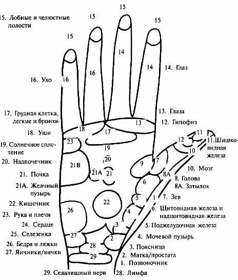 Точки су джок на ладони. Су-джок проекция на ладони. Точки су джок на ладони схема. Точки печени на руке. Су джок проекция печени.