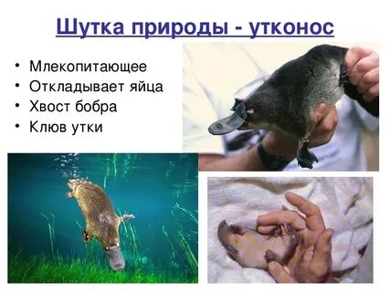Как размножается утконос