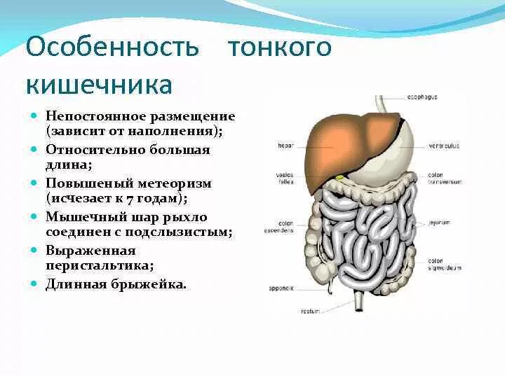 Кишечник особенности и функции. Особенности строения тонкой кишки таблица. Функции отделы тонкого кишечника таблица. Строение стенки тонкого кишечника анатомия. Особенности строения тонкой кишки.