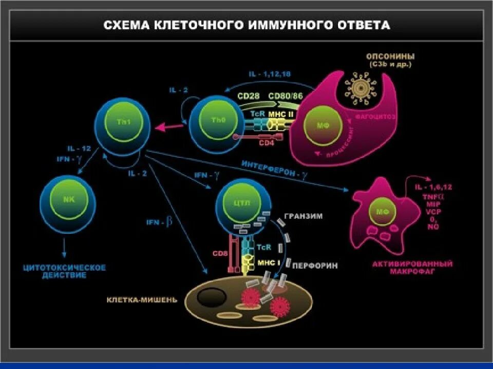 В реакциях иммунного ответа участвуют. Клеточный иммунный ответ th1. Схема т клеточного иммунного ответа. Th1 Тип иммунного ответа. Схема гуморального иммунного ответа иммунология.